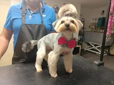 Salon Strzyżenia Psów Bichon